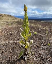 Attēlu rezultāti vaicājumam “Verbascum thapsus fruit”