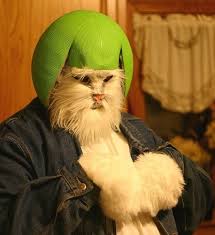Image result for limecat