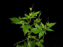 Attēlu rezultāti vaicājumam “Reticularia lobata young”