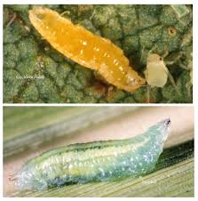 Attēlu rezultāti vaicājumam “Syrphus larva”