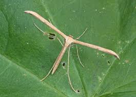 Attēlu rezultāti vaicājumam “Pterophoridae”