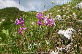 Attēlu rezultāti vaicājumam “Polygala comosa flower”