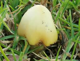 Attēlu rezultāti vaicājumam “Hygrocybe acutoconica”