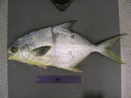 Image result for Trachinotus carolinus