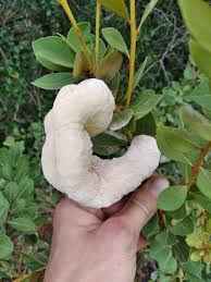 Attēlu rezultāti vaicājumam “Exobasidiales”