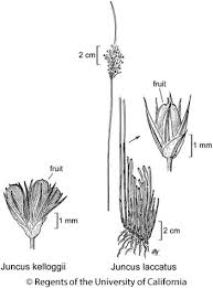 Attēlu rezultāti vaicājumam “Juncus capitatus fruit”