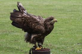 Image result for Haliaeetus albicilla
