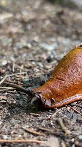 Attēlu rezultāti vaicājumam “Arion lusitanicus”