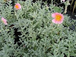 Attēlu rezultāti vaicājumam “Helianthemum x hybridum flower”