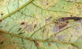 Attēlu rezultāti vaicājumam “Syrphus sp. imago”