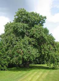 Attēlu rezultāti vaicājumam “Fraxinus excelsior Pendula”