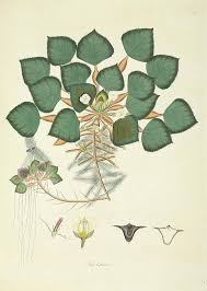 Attēlu rezultāti vaicājumam “Trapa natans”