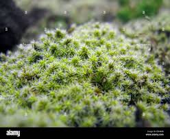 Attēlu rezultāti vaicājumam “Racomitrium canescens sporophyte”