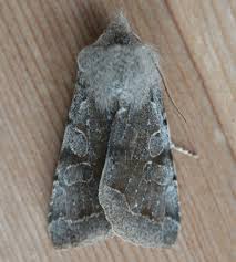 Attēlu rezultāti vaicājumam “Orthosia incerta”