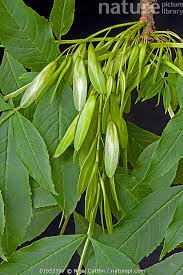 Attēlu rezultāti vaicājumam “Fraxinus excelsior”