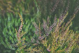 Attēlu rezultāti vaicājumam “Calluna vulgaris bud”