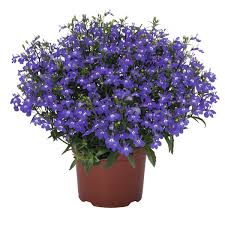 Image result for Lobelia erinus