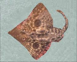 Image result for Rostroraja eglanteria