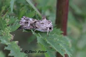 Attēlu rezultāti vaicājumam “Calophasia lunula larva”