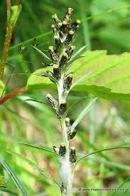 Attēlu rezultāti vaicājumam “Gnaphalium sylvaticum bud”