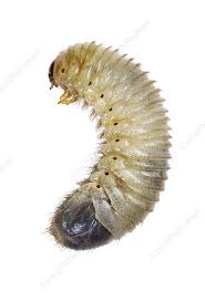 Attēlu rezultāti vaicājumam “larva”