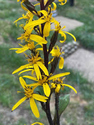 Attēlu rezultāti vaicājumam “Ligularia sibirica flower”
