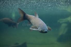 Image result for Ctenopharyngodon idella