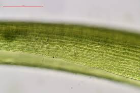 Attēlu rezultāti vaicājumam “Dicranodontium denudatum”