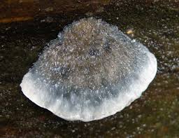 Attēlu rezultāti vaicājumam “Postia caesia”