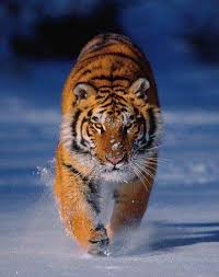 images?q=tbn:ANd9GcRJh2oQ1Gnk9XUcj1s0TZtfQjEJLFcLlNYdOTv-QTEV8mlaDSdL