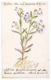 Attēlu rezultāti vaicājumam “Veronica scutellata”