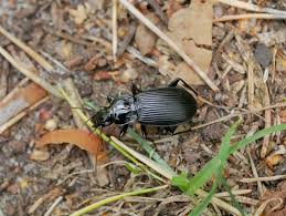 Attēlu rezultāti vaicājumam “Pterostichus niger”