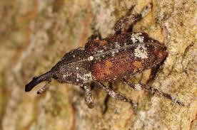 Attēlu rezultāti vaicājumam “Pissodes piniphilus”