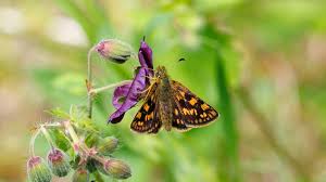 Attēlu rezultāti vaicājumam “Carterocephalus palaemon”