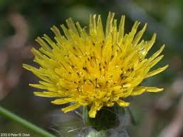 Attēlu rezultāti vaicājumam “Sonchus asper flower”