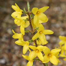 Attēlu rezultāti vaicājumam “Forsythia intermedia flower”