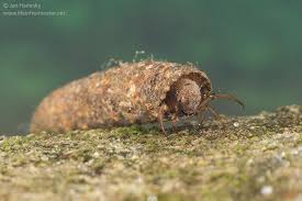 Attēlu rezultāti vaicājumam “Potamophylax”