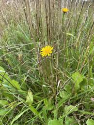 Attēlu rezultāti vaicājumam “Leontodon autumnalis  flower”