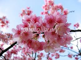 Image result for 緋寒桜