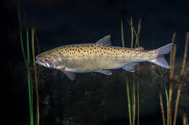 Image result for Salvelinus malma