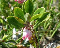 Attēlu rezultāti vaicājumam “Arctostaphylos uva-ursi fruit”