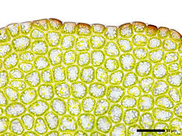 Attēlu rezultāti vaicājumam “Leiocolea rutheana cells”