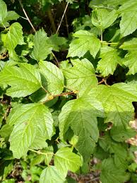 Attēlu rezultāti vaicājumam “Viburnum opulus leaf”