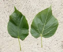 Attēlu rezultāti vaicājumam “Tilia platyphyllos Laciniata leaf”