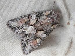 Attēlu rezultāti vaicājumam “Lacanobia contigua larva”