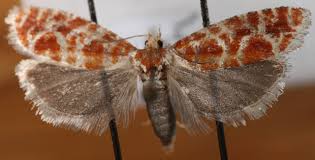 Attēlu rezultāti vaicājumam “Rhyacionia pinicolana”