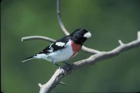 Image result for Pheucticus ludovicianus