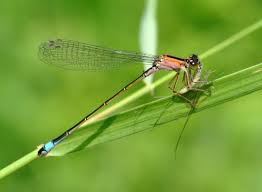 Attēlu rezultāti vaicājumam “Ischnura elegans”