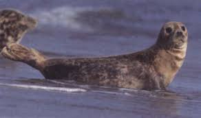 Image result for Halichoerus grypus