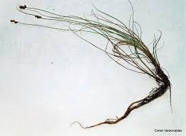 Attēlu rezultāti vaicājumam “Carex chordorrhiza”